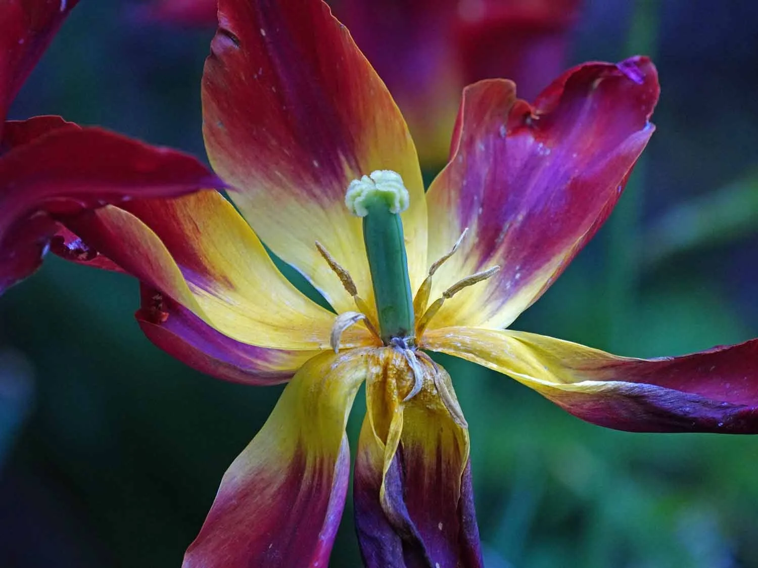 Tulips in the Wind — Susan Kirby